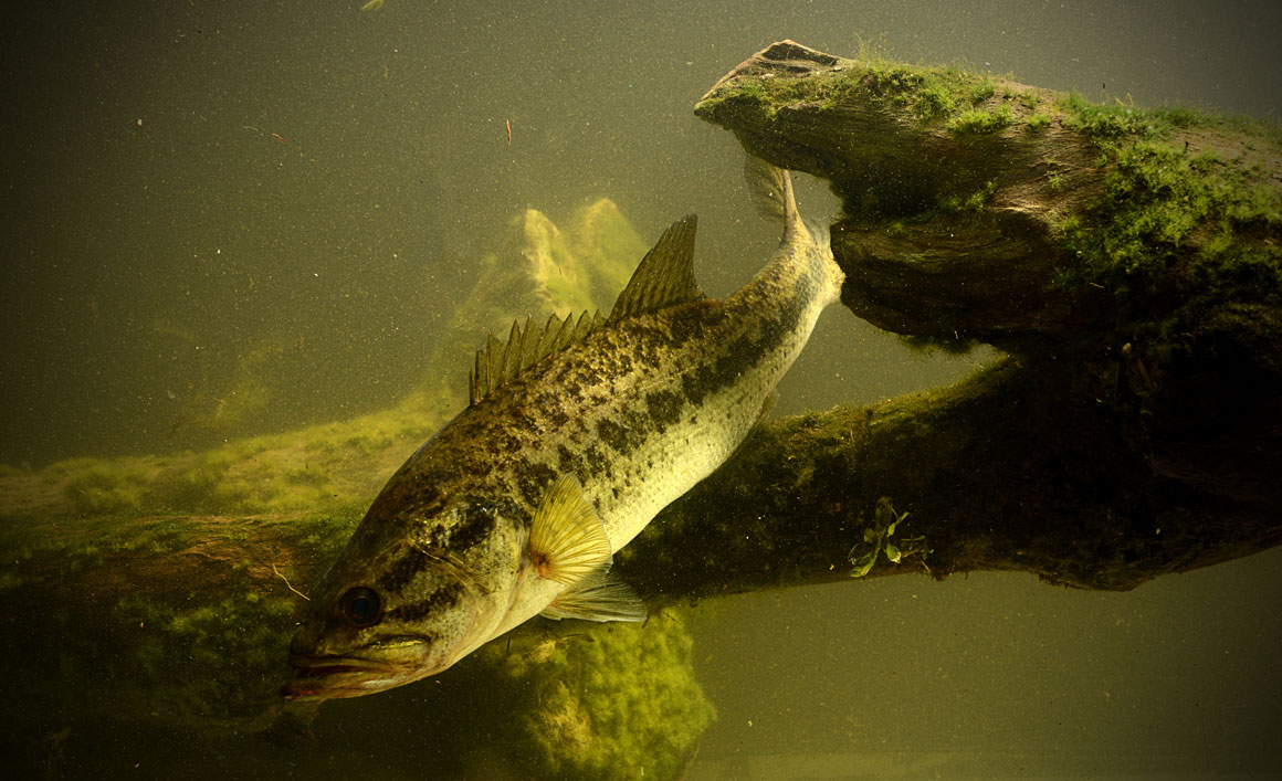 camouflage spearfishing