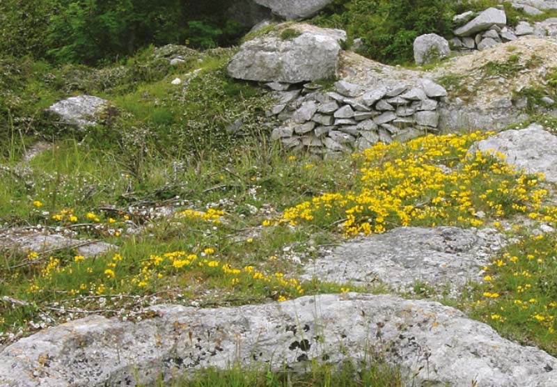 King Barrow Nature Reserve